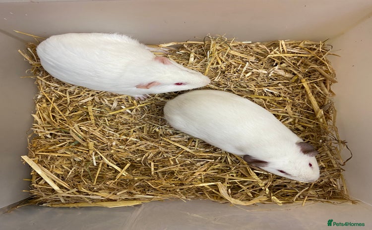 Guinea Pig rodents - Advert 2