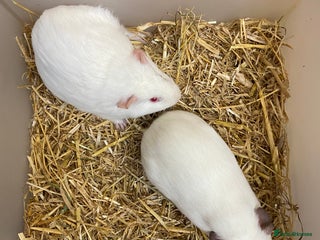 Guinea Pig rodents - Advert 31