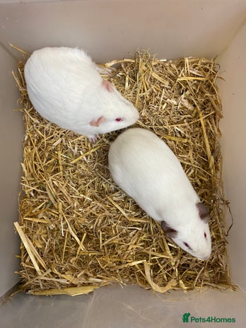 Guinea Pig rodents - Advert 7