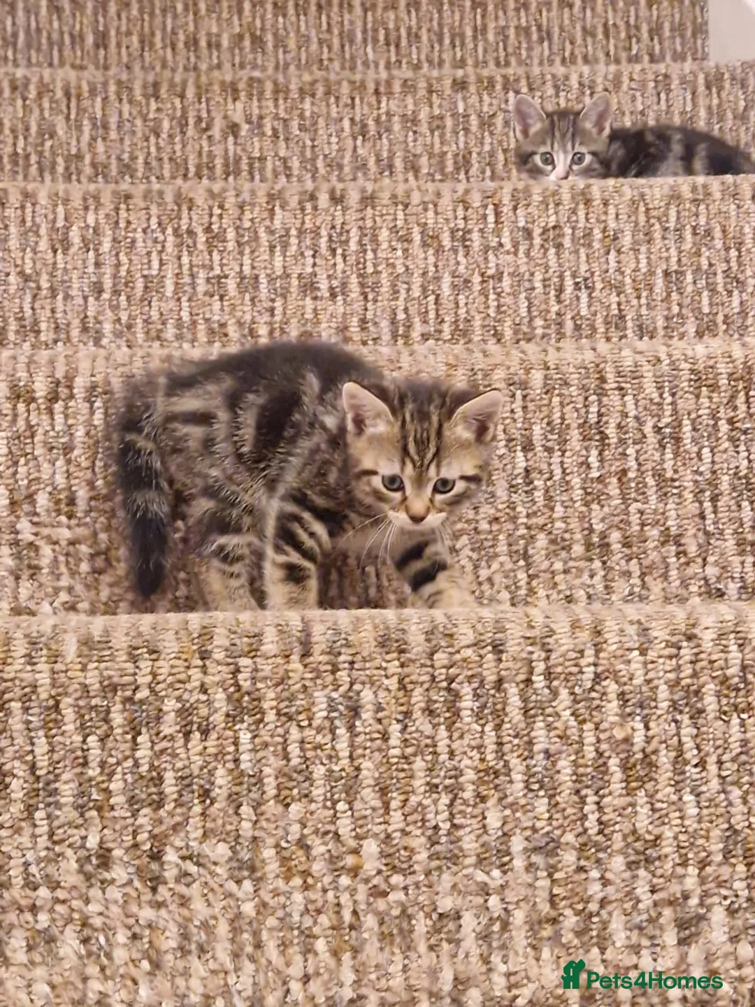 Mixed Breed cats for sale: Beautiful Kittens Ready for Their Forever Homes in Stirling - Advert 2