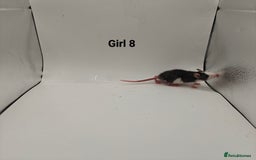 Rat rodents for sale: October Litters: 32 Rats For Sale - Image 16