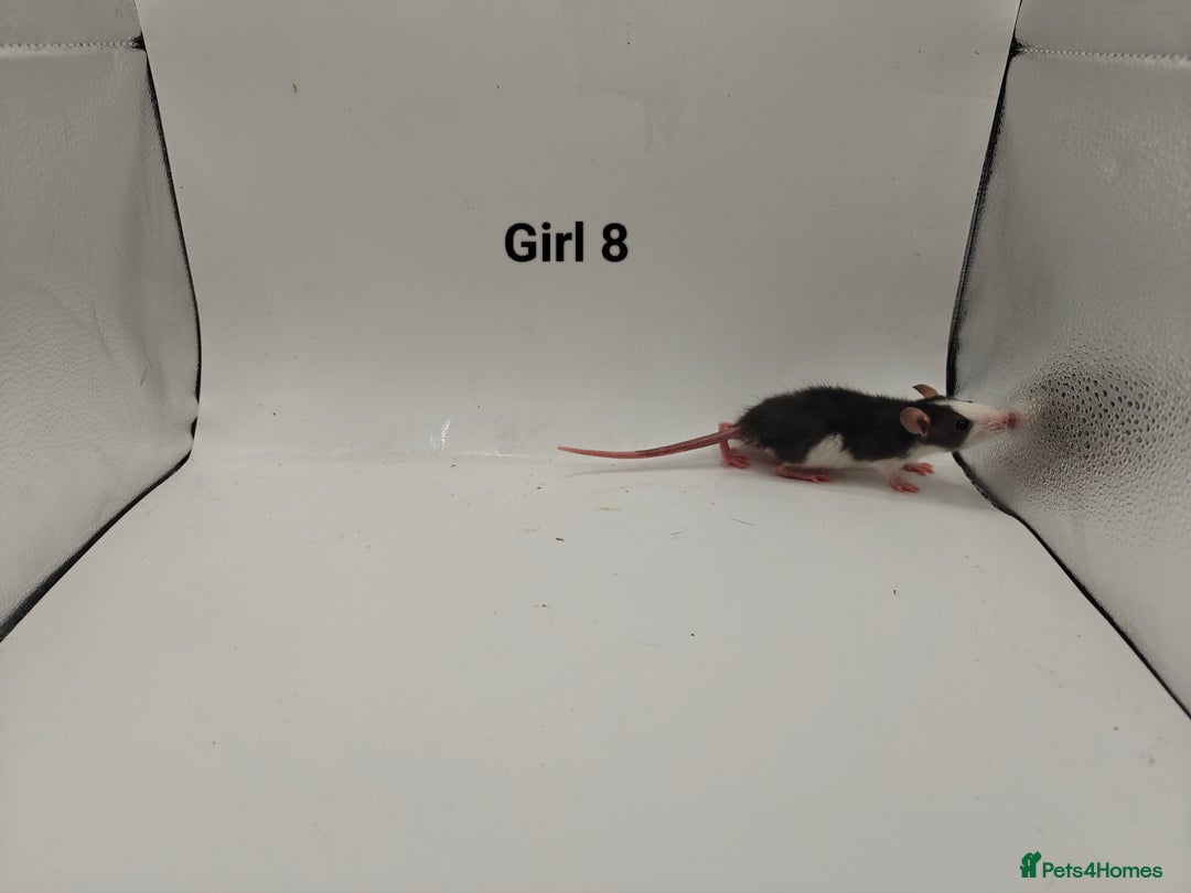 Rat rodents for sale: October Litters: 32 Rats For Sale - Image 16