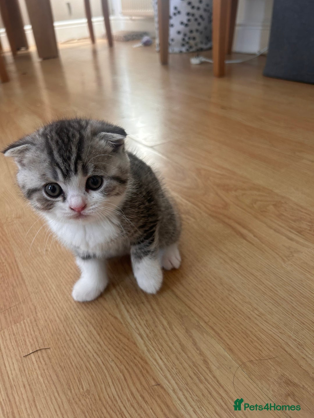 Scottish Fold cats for sale: Scottish fold and straights - Image 23