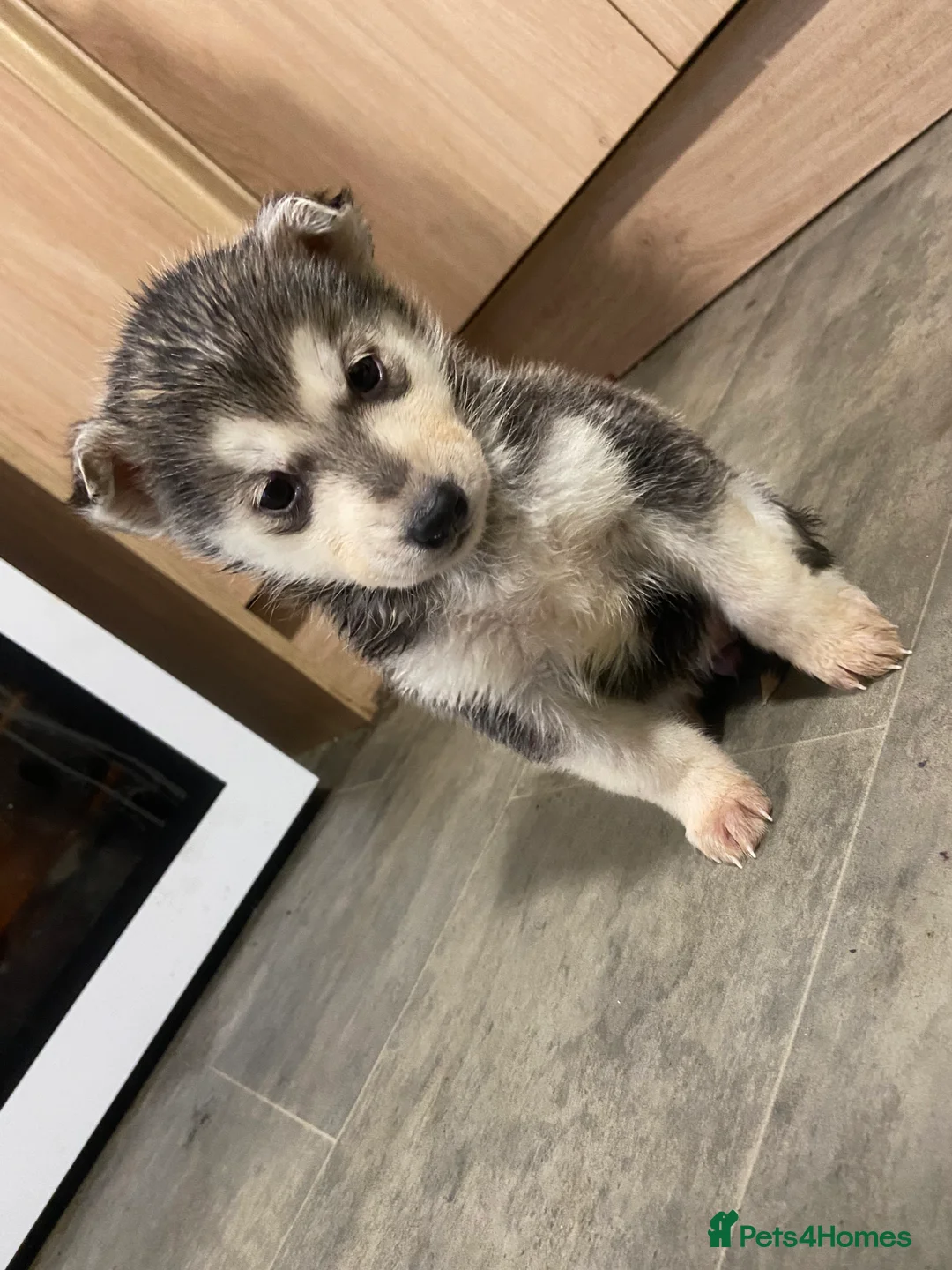 Alaskan Malamute dogs for sale: Alaskan malamute puppies  - Advert 10