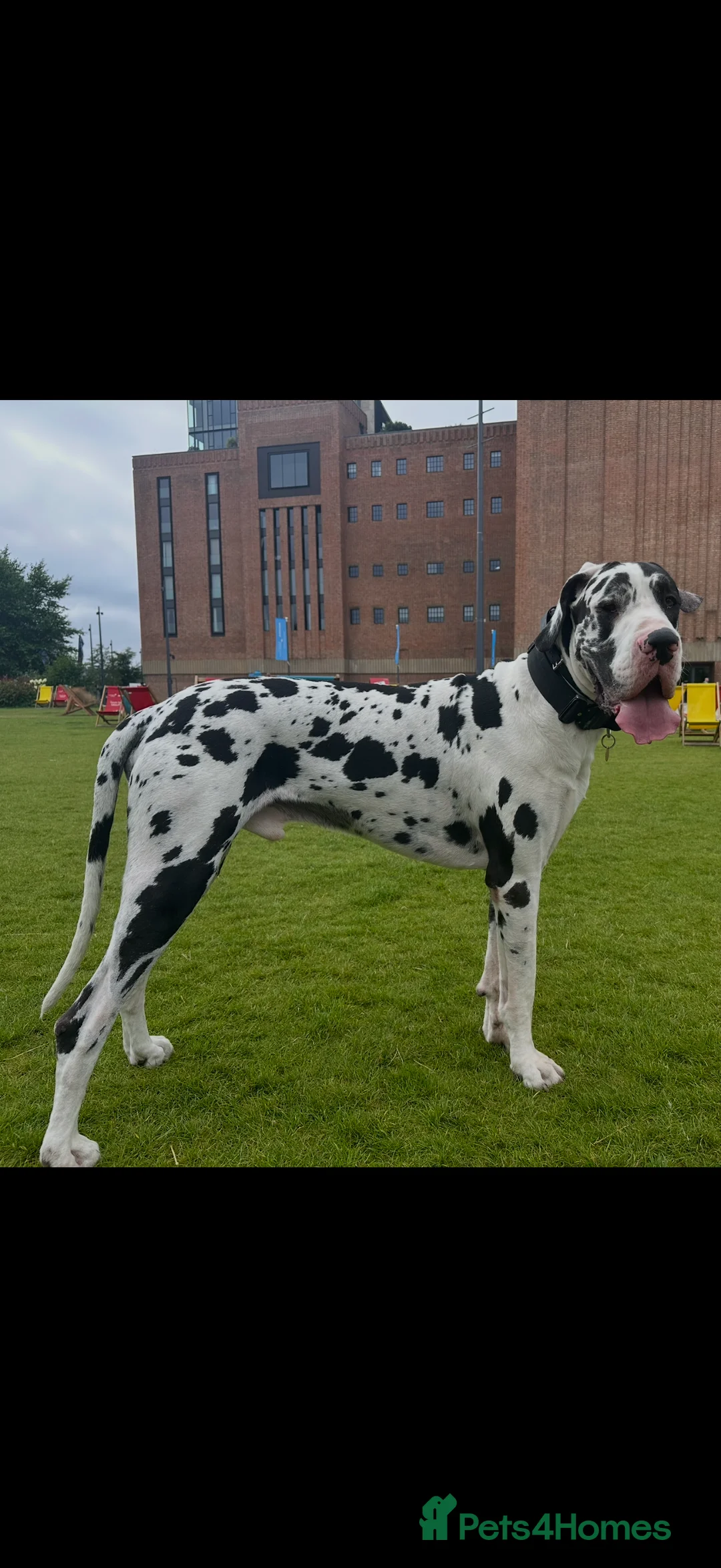 Great Dane dogs for stud: Karl the Great Dane for stud  in London - Advert 6