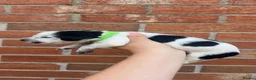 Sprocker dogs for sale: 7 beautiful sprocker spanials - Advert 24