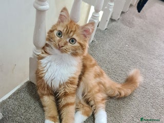 Mixed Breed cats Fluffy peach - Advert 2