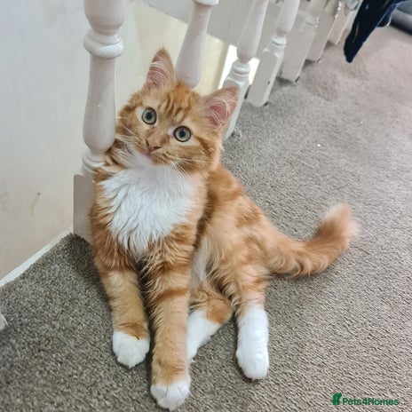 Mixed Breed cats Fluffy peach - Advert 1