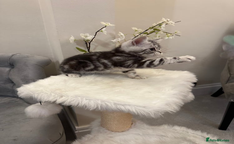 British Shorthair cats - Advert 16