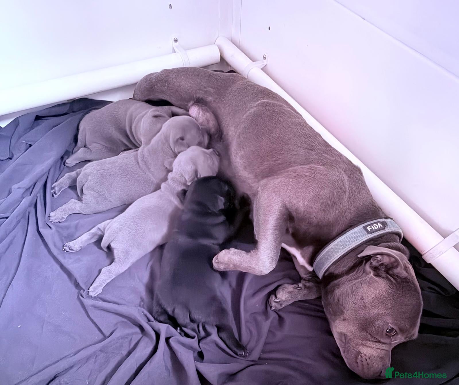 Staffordshire Bull Terrier dogs 3 blue, 1 black Staffordshire bullterier puppies   - Advert 2