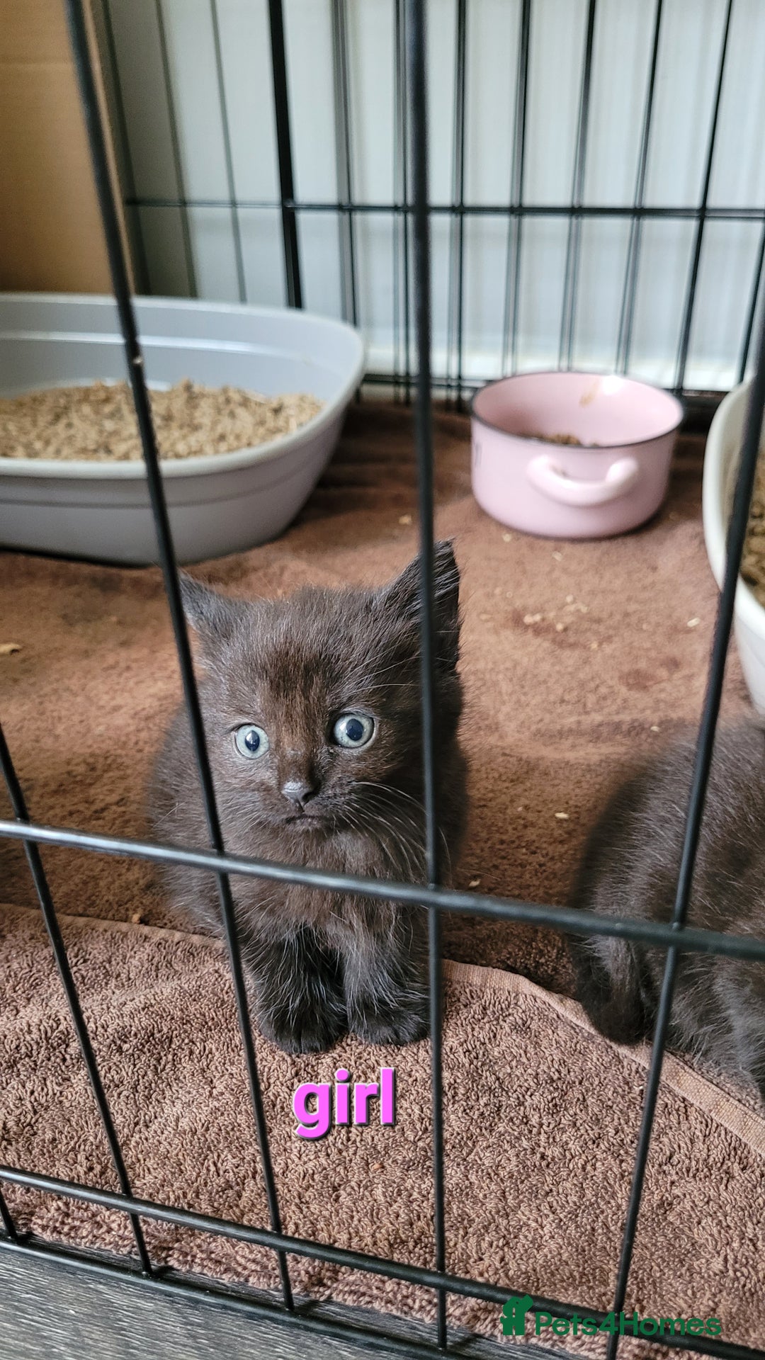 Mixed Breed cats for sale: 4 kittens available 3rd feb *2boys2girls* - Advert 4