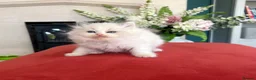 Ragdoll cats for sale: Pedigree Ragdoll babies Ready now - Advert 17