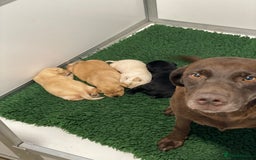Labrador Retriever dogs for sale: Fabulous Labrador Puppies - Image 10