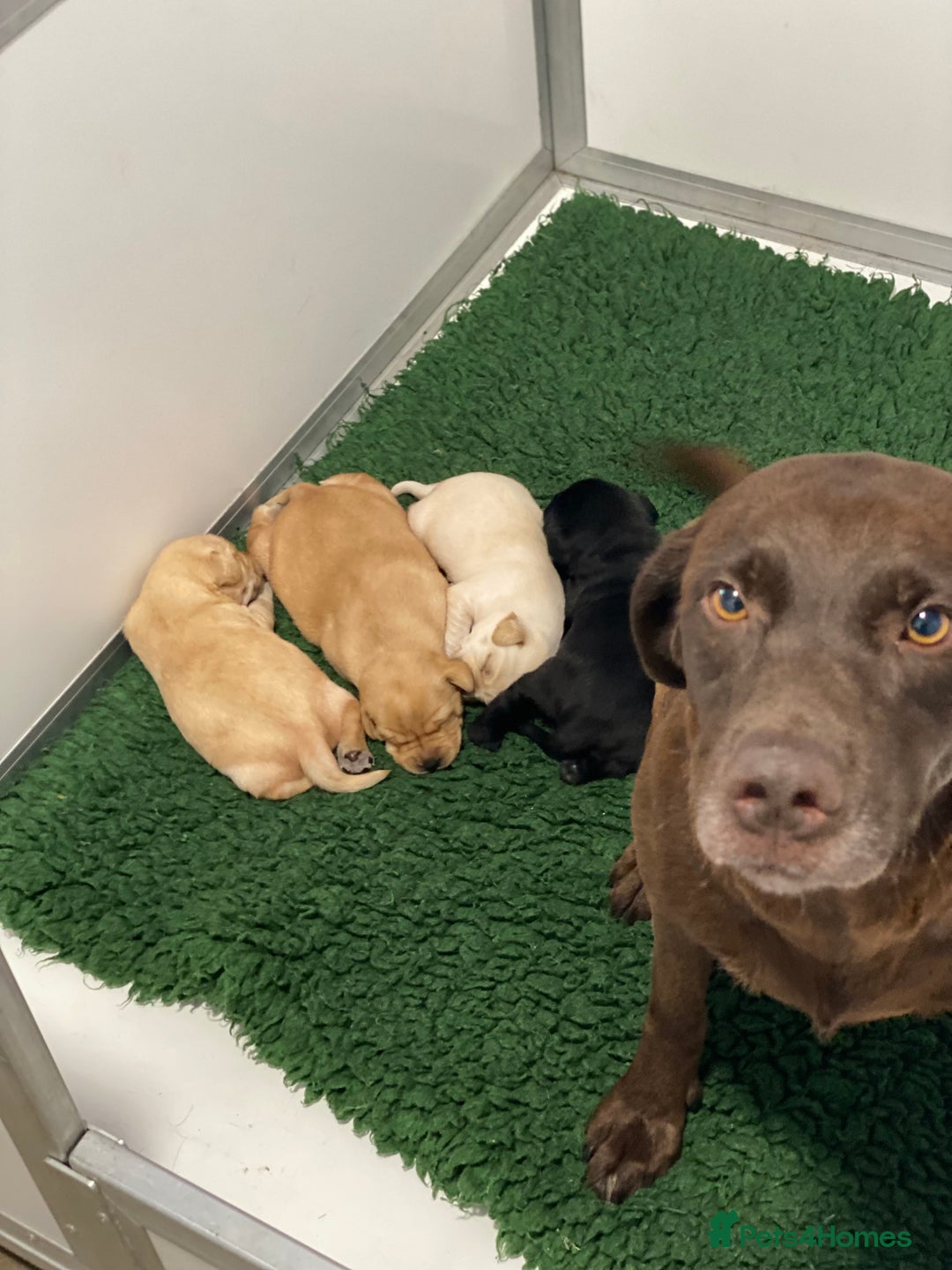 Labrador Retriever dogs for sale: Fabulous Labrador Puppies - Image 10