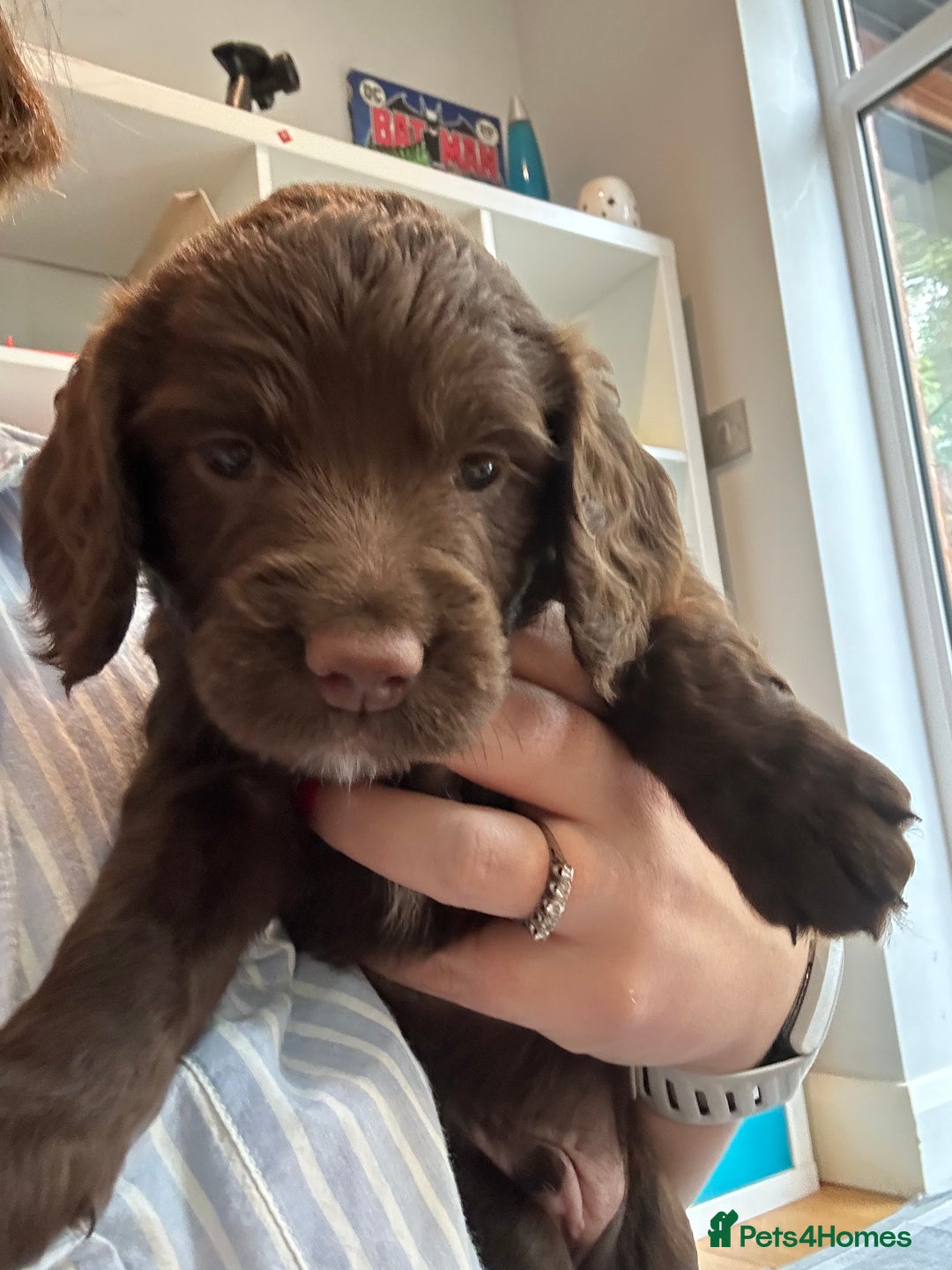 Sprocker dogs for sale: Adorable Sprocker Spaniel Puppies Ready 22nd Sept - Image 5