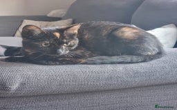 British Shorthair cats for sale: Beautiful mixed colour girl - Image 2