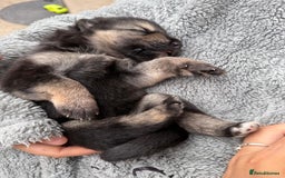 German Shepherd dogs for sale: German shepherd puppies  - Image 18