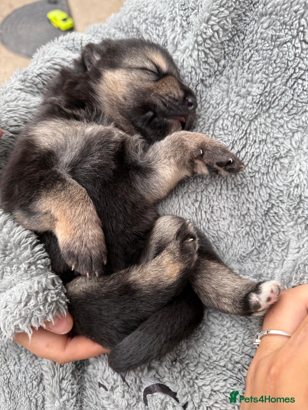 German Shepherd dogs for sale: German shepherd puppies  - Image 18