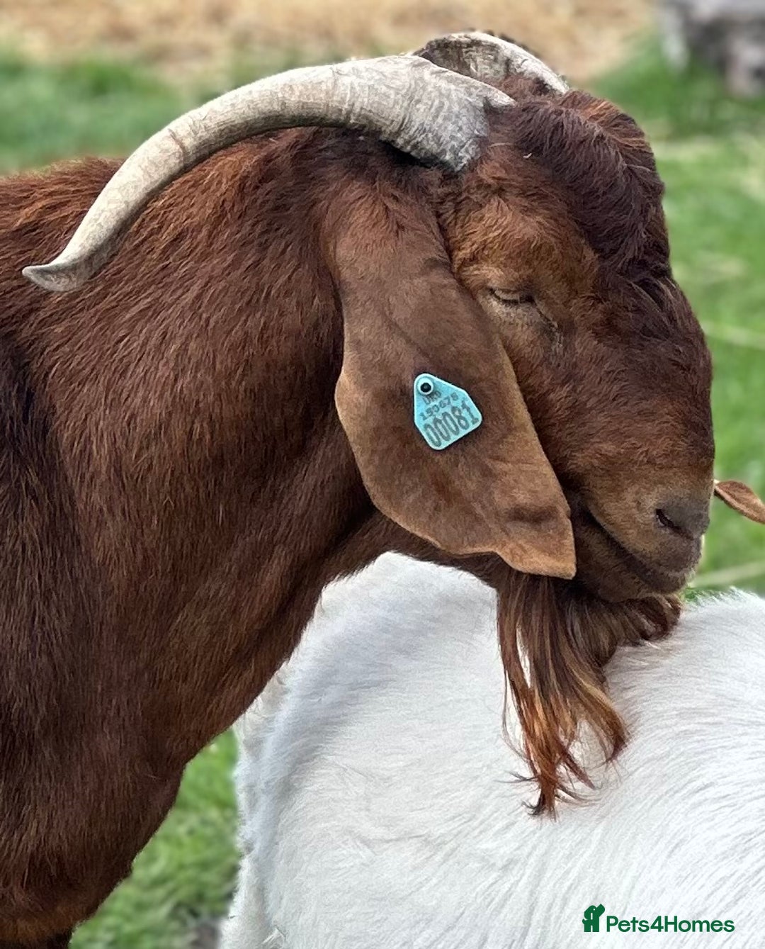 Goats livestock for sale: Red Boer buckling  - Advert 5