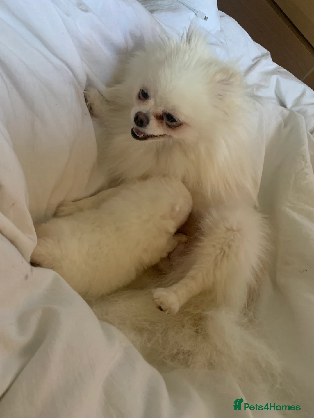 Pomeranian dogs for sale:  **  Pomeranian girl puppy  - Advert 5