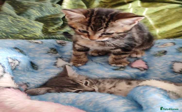 Mixed Breed cats - Advert 5