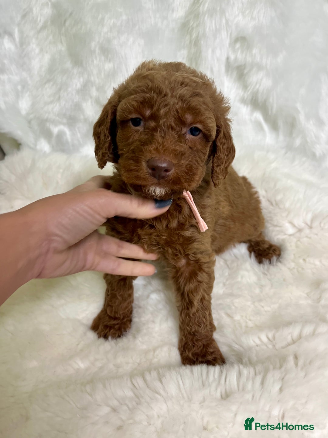 Goldendoodle dogs for sale: multigenerational Australian Golden doubledoodles - Advert 30