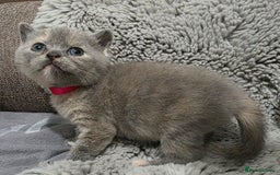 British Shorthair cats for sale: Beautiful BSH Kittens  - Advert 2