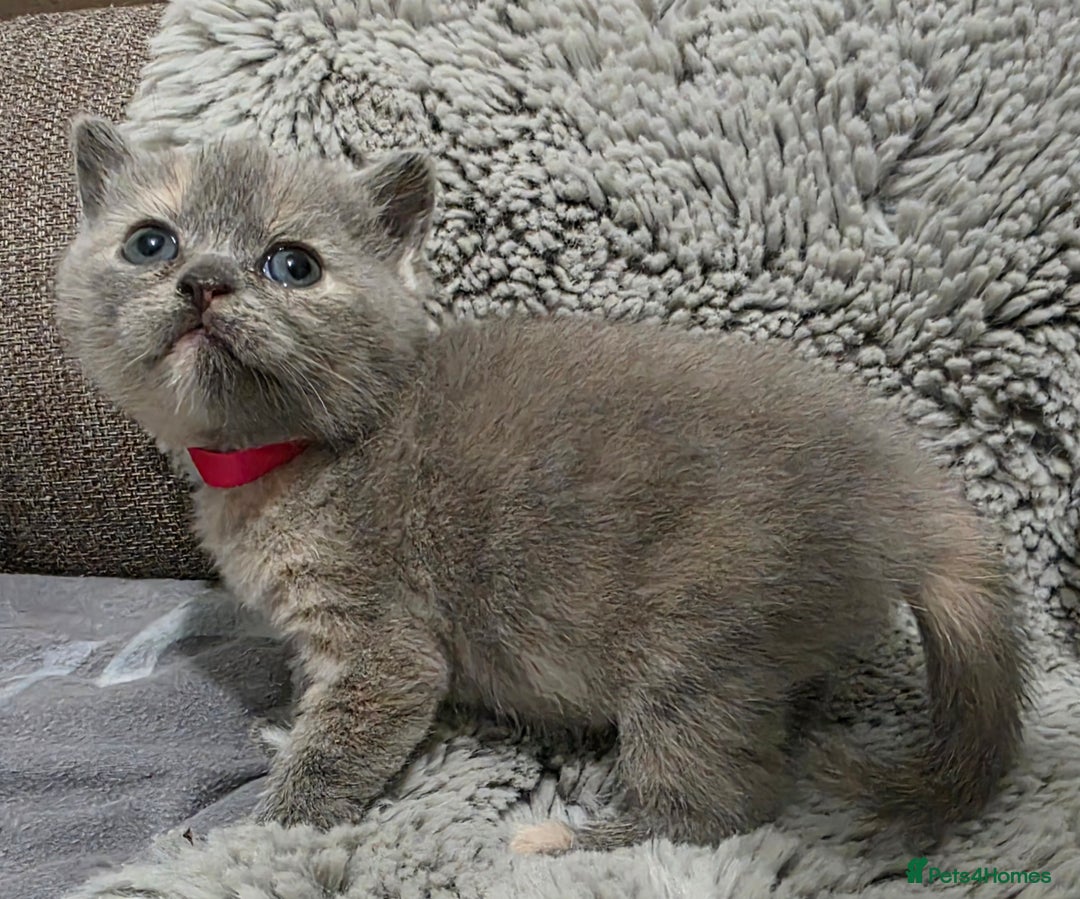 British Shorthair cats for sale: Beautiful BSH Kittens  - Advert 2