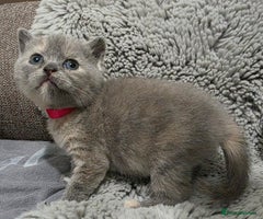 British Shorthair cats Beautiful BSH Kittens - Advert 14