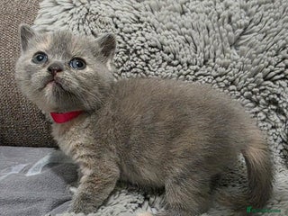 British Shorthair cats Beautiful BSH Kittens - Advert 10