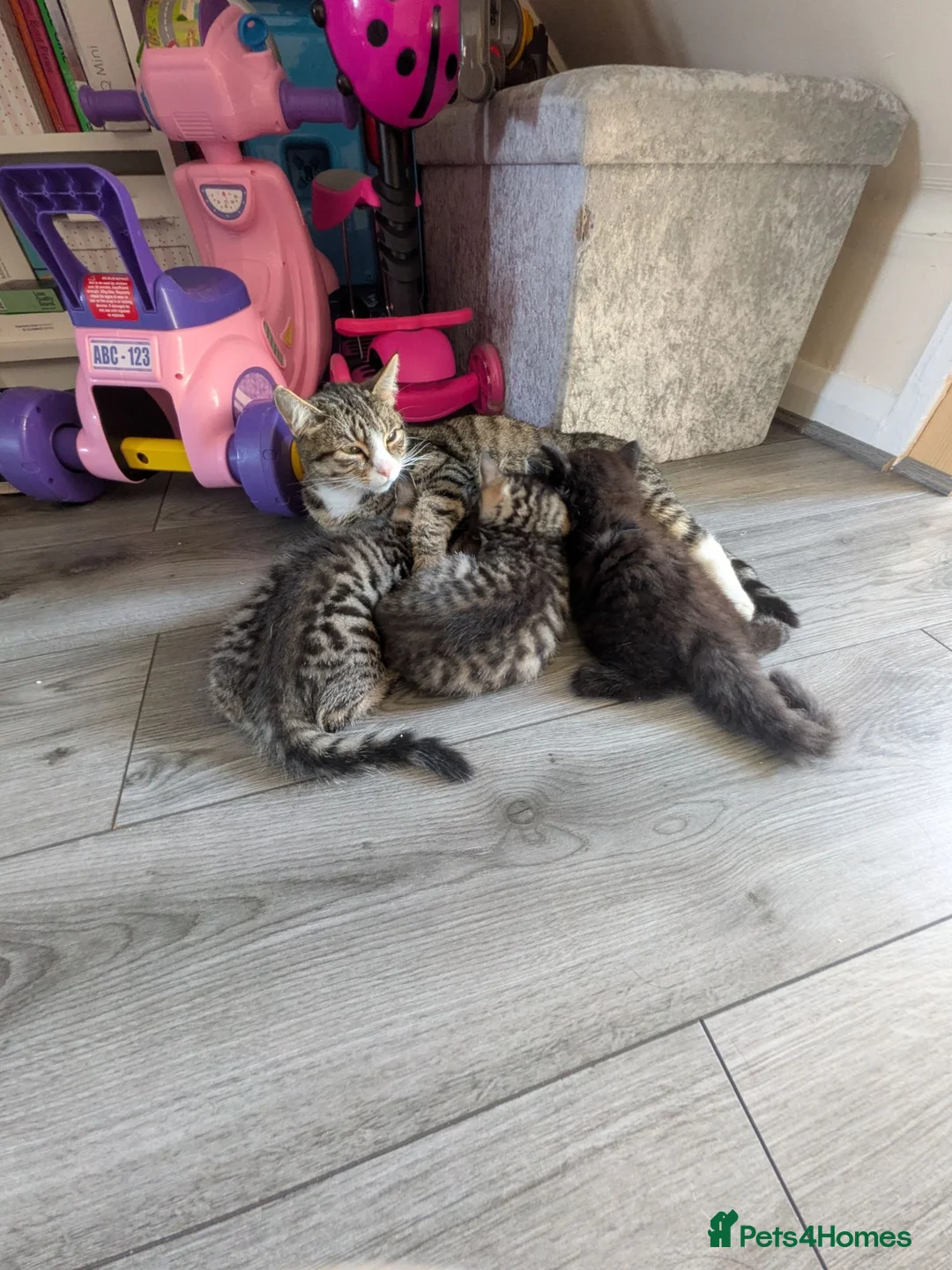 Mixed Breed cats for sale: Kittens for sale  in Larkhall - Advert 1