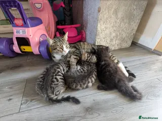 Mixed Breed cats Kittens for sale - Advert 1