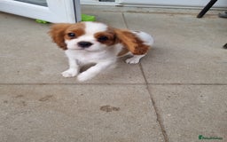 Cavalier King Charles Spaniel dogs for sale: Beautiful Blenheim puppies  - Image 19
