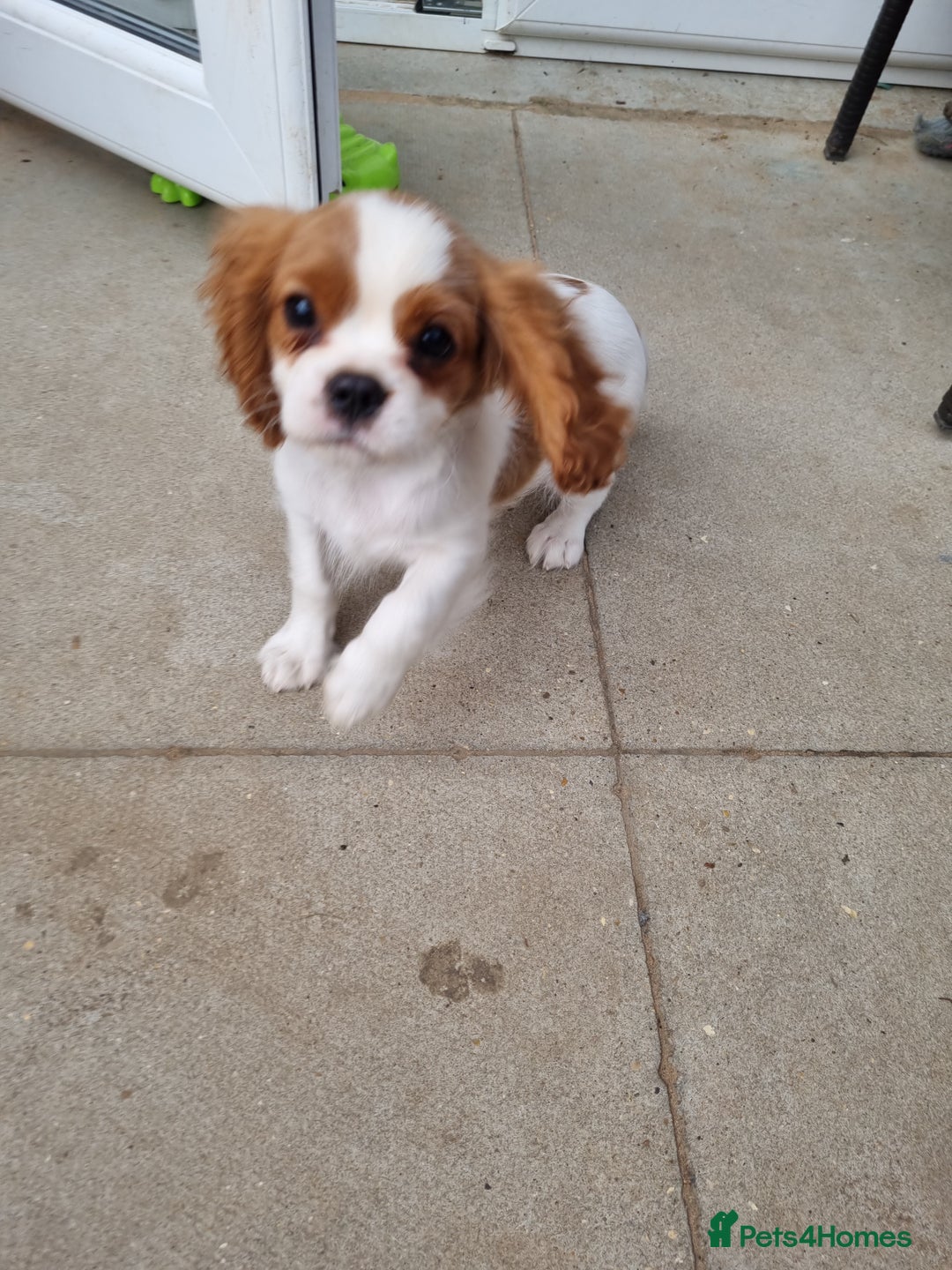 Cavalier King Charles Spaniel dogs for sale: Beautiful Blenheim puppies  - Image 19