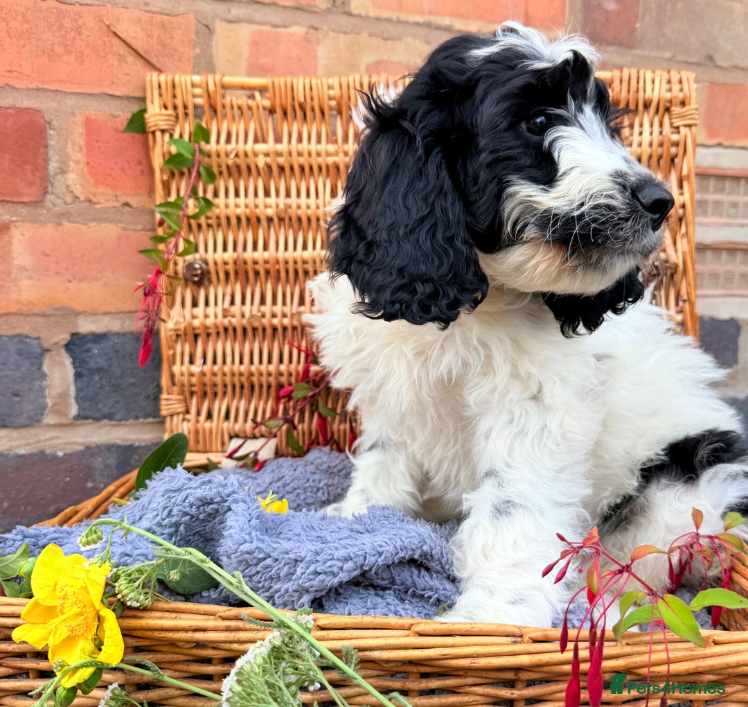 Cockapoo dogs for sale:  cockapoo puppies **READY GO GO** - Image 17
