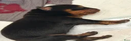 Rottweiler dogs for sale: Rottweiler pups - Advert 4