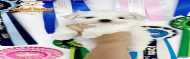 Maltese Puppy 4