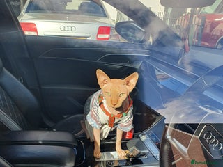 Sphynx cats in Oldham - Advert 1