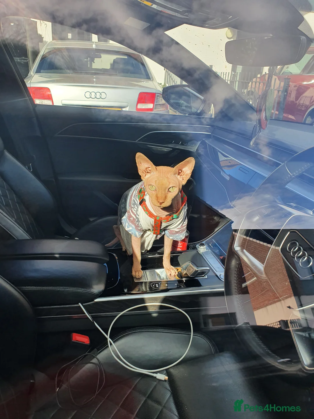 Sphynx cats for stud: Red Canadian sphynx stud  in Oldham - Advert 1