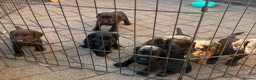 Cocker Spaniel dogs for sale: Kc registered working cocker spaniel puppies in Rotherham - Advert 17