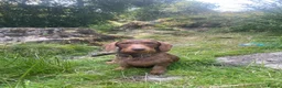 Dachshund dogs for sale: 3 beautiful boy wired haired sausages  - Advert 21