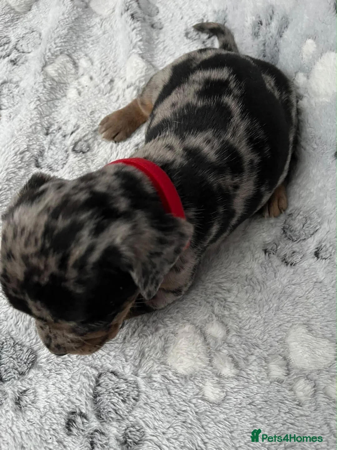 Mixed Breed dogs for sale: Dachshund x French bulldogs - French bull wieners  in Wisbech - Advert 20