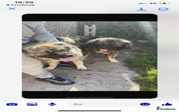 Caucasian Shepherd Dog dogs for sale: Best gaurd dogs - Image 4