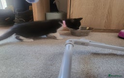 Domestic Shorthair cats for sale: Kittens - Image 8