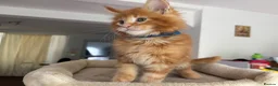 Maine Coon cats for sale: TICA Reg Maine Coon Kittens Ginger Red Cream - Advert 24