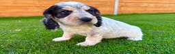 Cocker Spaniel dogs for sale: Beautiful Show CockerSpaniel Babies 🐾🐾🐾  - Advert 9
