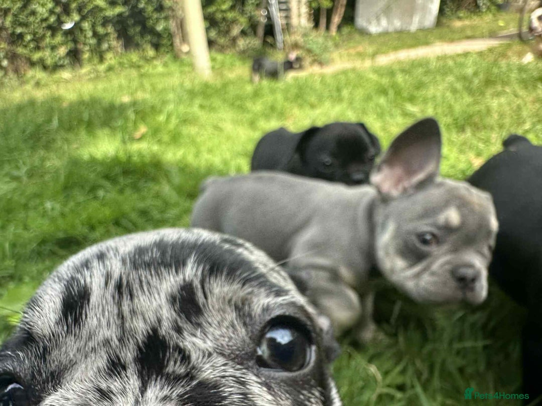 French Bulldog dogs for sale: French Bulldogs  - Image 3
