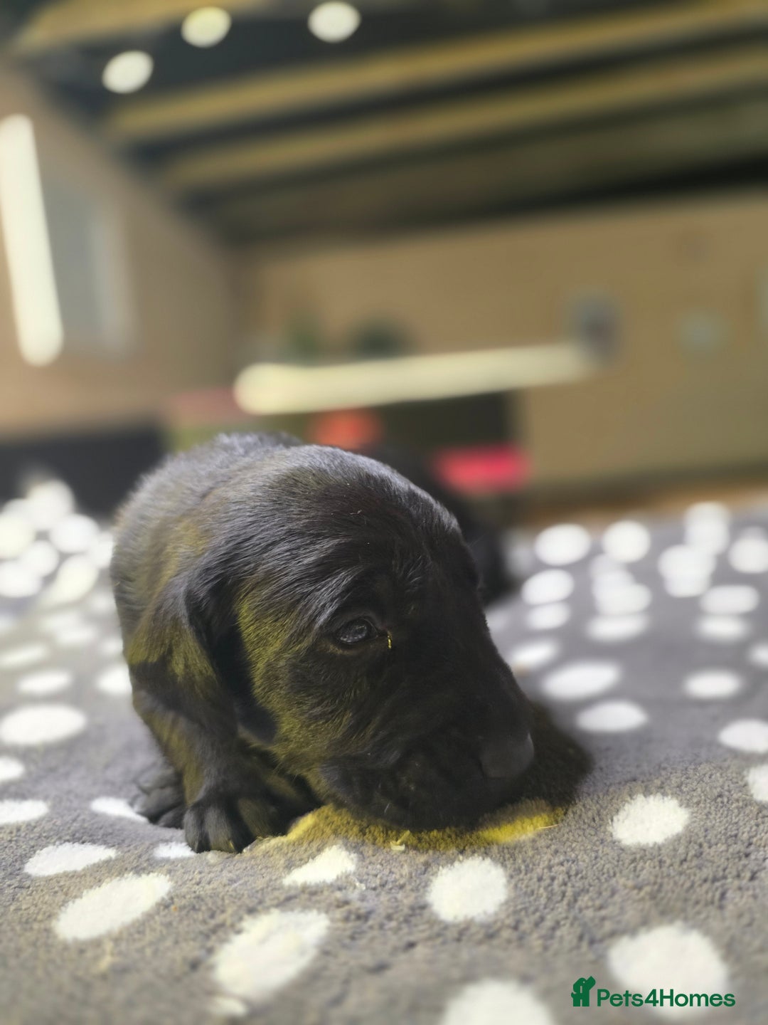 Labrador Retriever dogs for sale: Beautiful Labradors. Ready in time for Christmas - Image 9