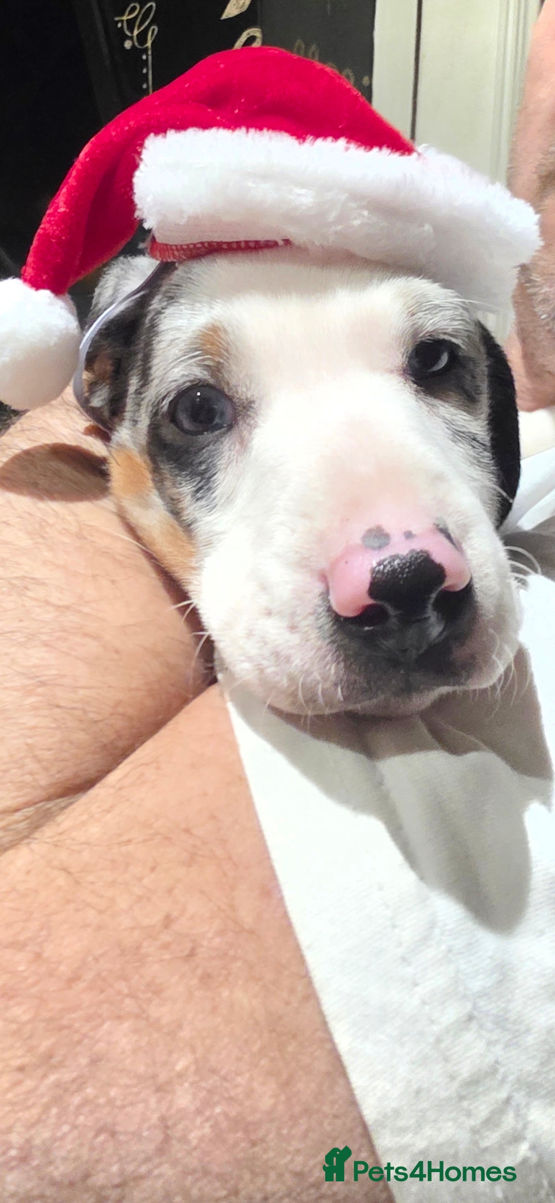 Dachshund dogs for sale: Beautifull puppies  - Advert 1