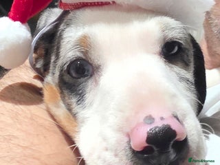 Dachshund dogs Beautifull puppies - Advert 4